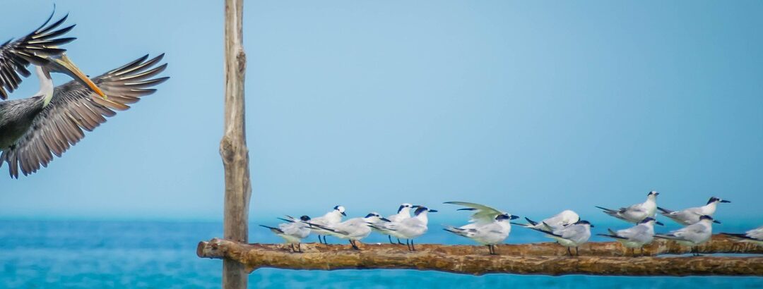 ¿Cuántos días vale la pena estar en Holbox?