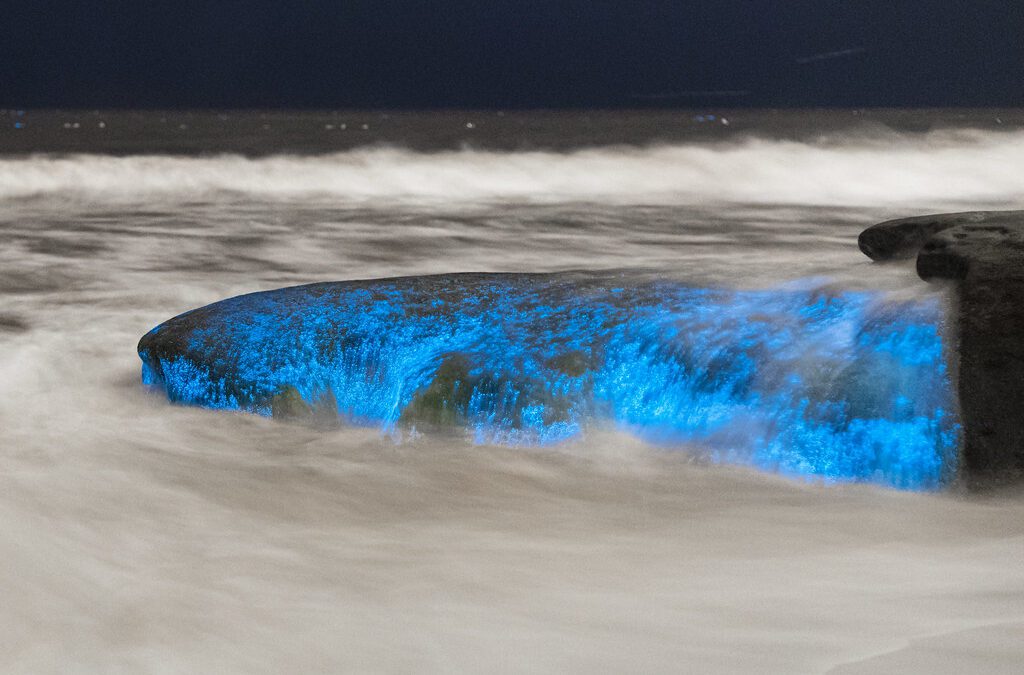 Magia en Tour de Bioluminiscencia en Isla Holbox