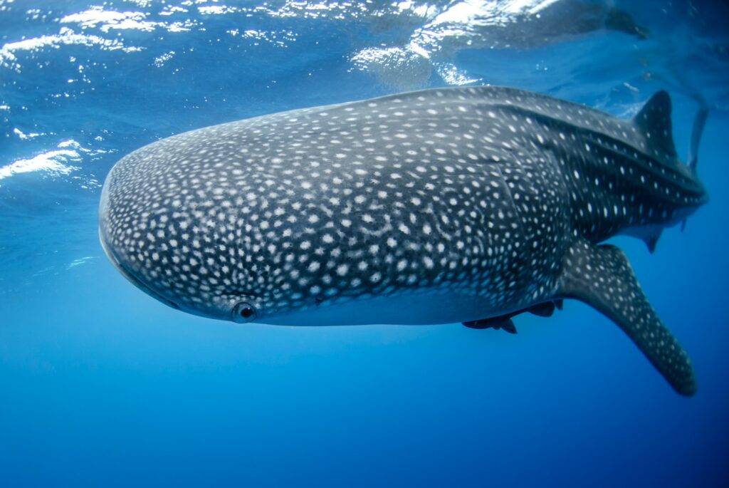 gray whale underwater