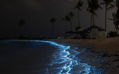 Holbox Island Bioluminescence Tour : Discover the Magical Glow of Holbox Island