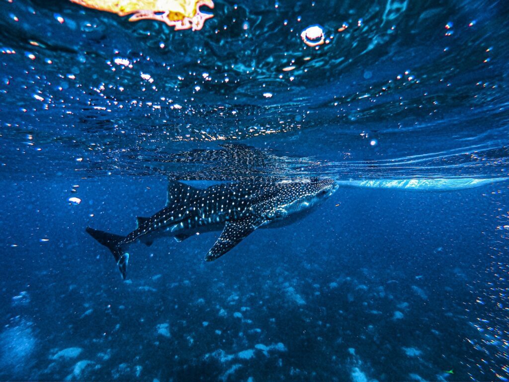 black and white fish in water