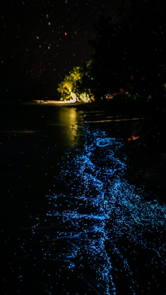 Glowing Water by the Shore