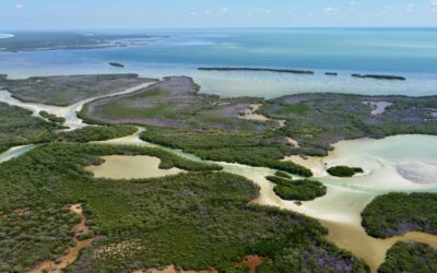 Descubre la increíble biodiversidad de la Reserva de Yum Balam