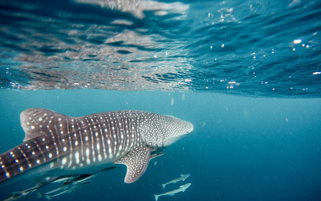 ¡Sumérgete en la maravillosa danza de los tiburones ballena en Holbox!