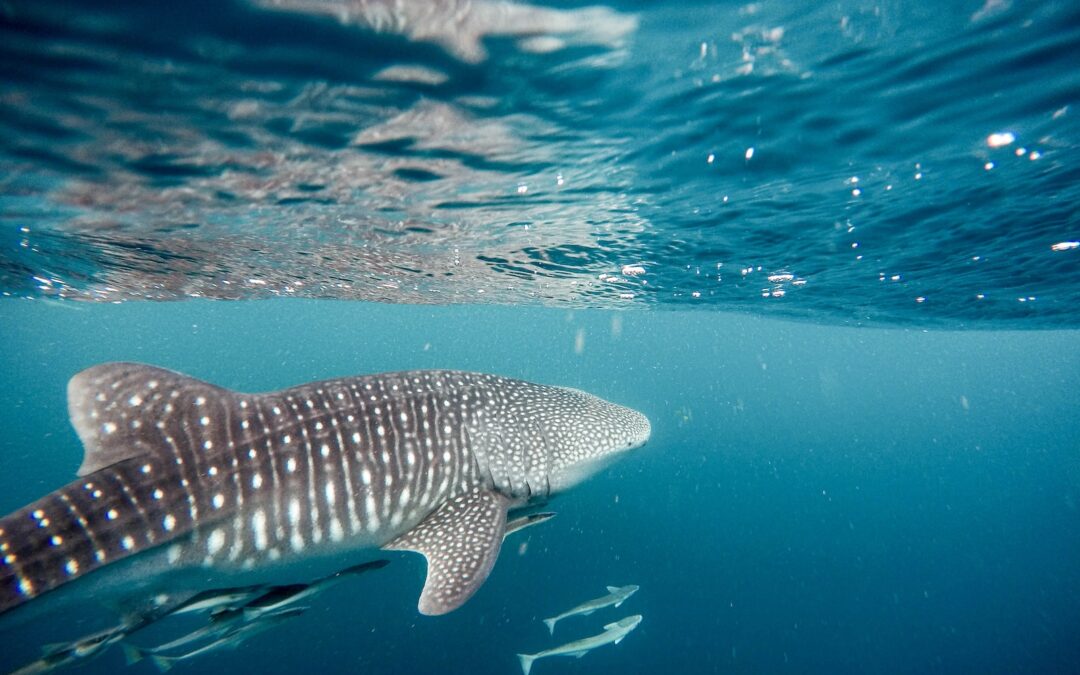 Swim with Gentle Giants: Discover the Thrilling Holbox Island Whale Shark Tour